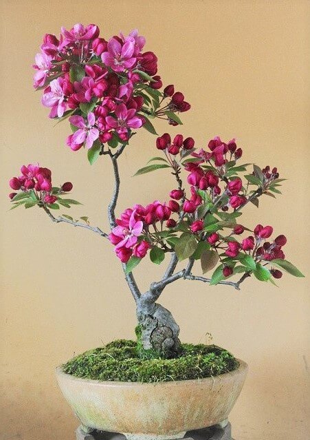 bonsai çiçek bakımı